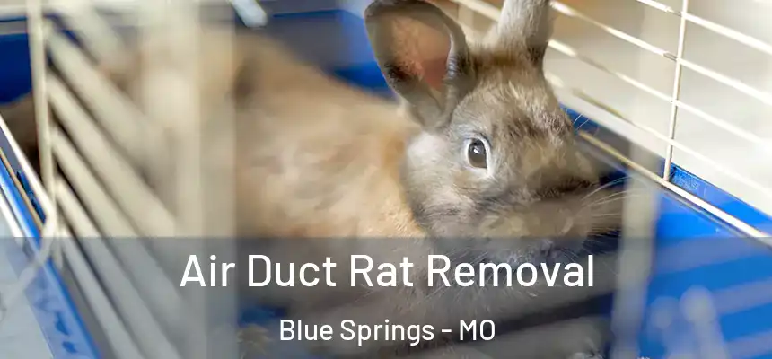 Air Duct Rat Removal Blue Springs - MO