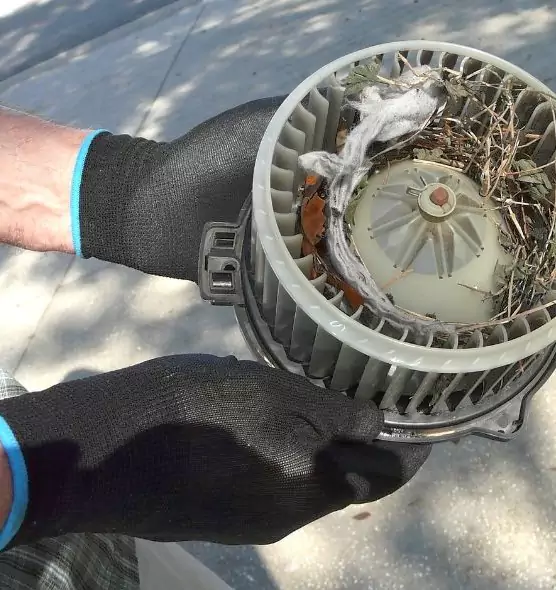 About Air Duct Mice Removal in Blue Springs, MO